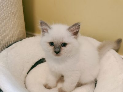 6 ragdoll kittens really for their new home