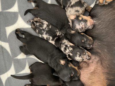 Miniature Dachshund Puppies