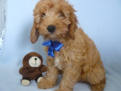 First Generation Cavoodle Puppies