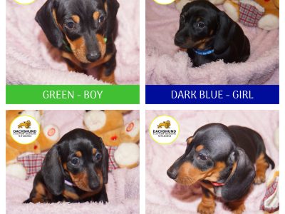Miniature Dachshund Puppies