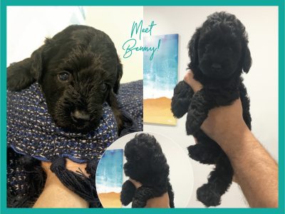 We have 4 beautiful Moodle Puppies left!