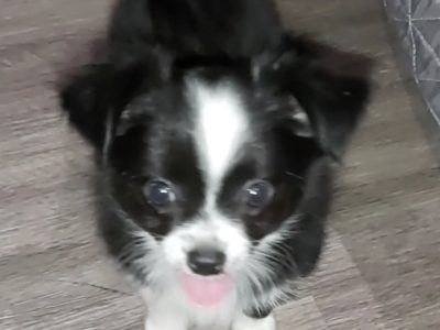 2 PUREBRED Chihuahua’s Long Coat