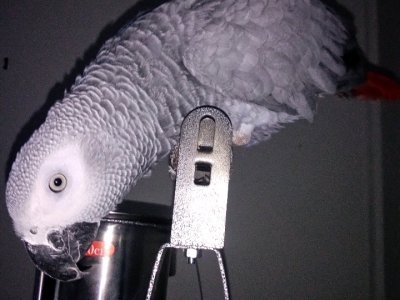 Female African Grey Parrot With Cage