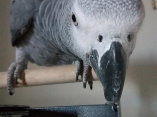 Female African Grey Parrot With Cage