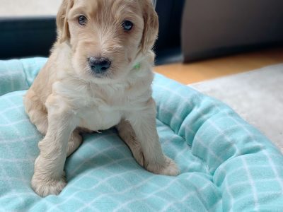 ADORABLE LABRADOODLE PUPPIES MELBOURNE