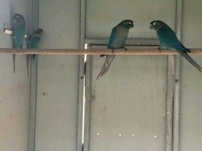 GREEN CHEEK CONURES (blue series)