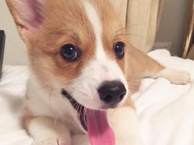 Purebred corgi DNA cleared