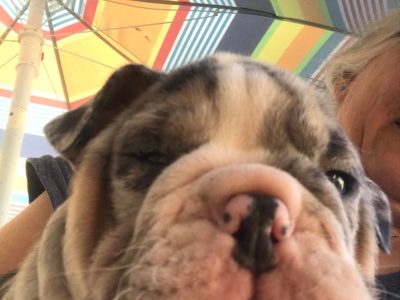 For SALE British Bulldogs puppies