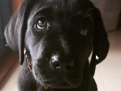 Pure Breed Labrador Puppies for Sale