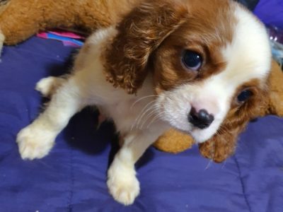 Cavaliar king charles puppies