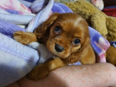 Cavaliar king charles puppies