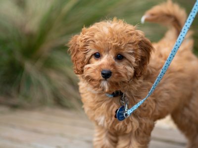 Toy Cavoodles and Mini Cavoodles: What’s the Difference? 