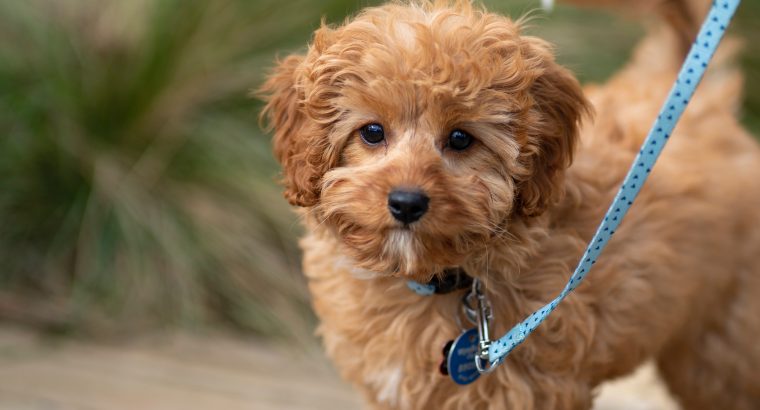 Toy Cavoodles and Mini Cavoodles: What’s the Difference? 