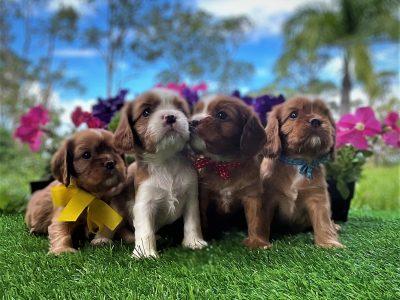 DNA cleared Cavalier King Charles Spaniel puppies