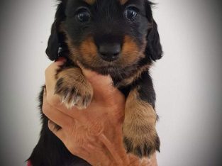 Mini longhaired dachshunds