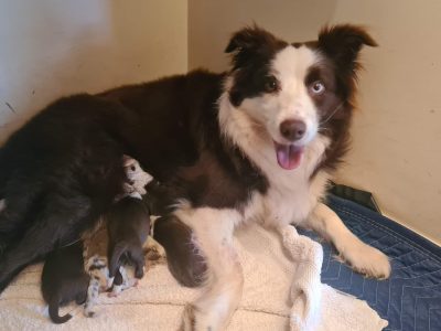 Purebred border collie’s