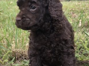 Chocolate Toy poodles
