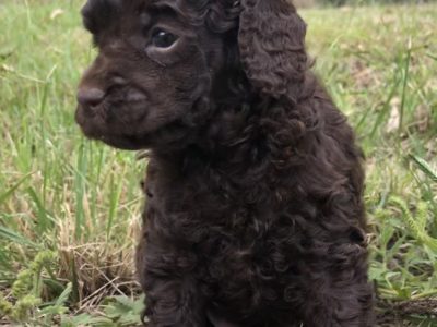 Chocolate Toy poodles