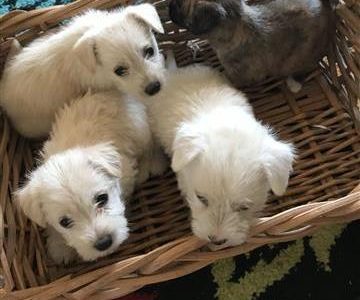 West highland white terrier x
