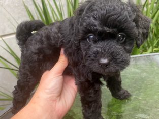 Toy Cavoodle Females