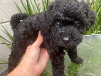 Toy Cavoodle Females