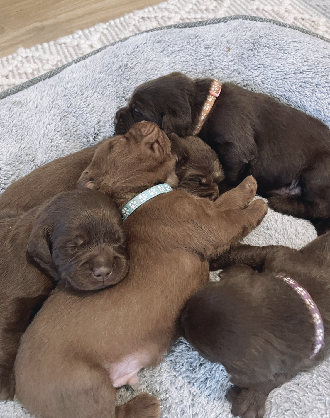 Pure Bred Chocolate Labrador Puppies