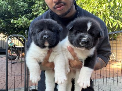 Purebred American Akita puppies in Sydney