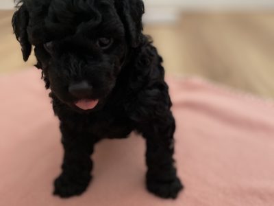 DNA Clear Poodle Puppies