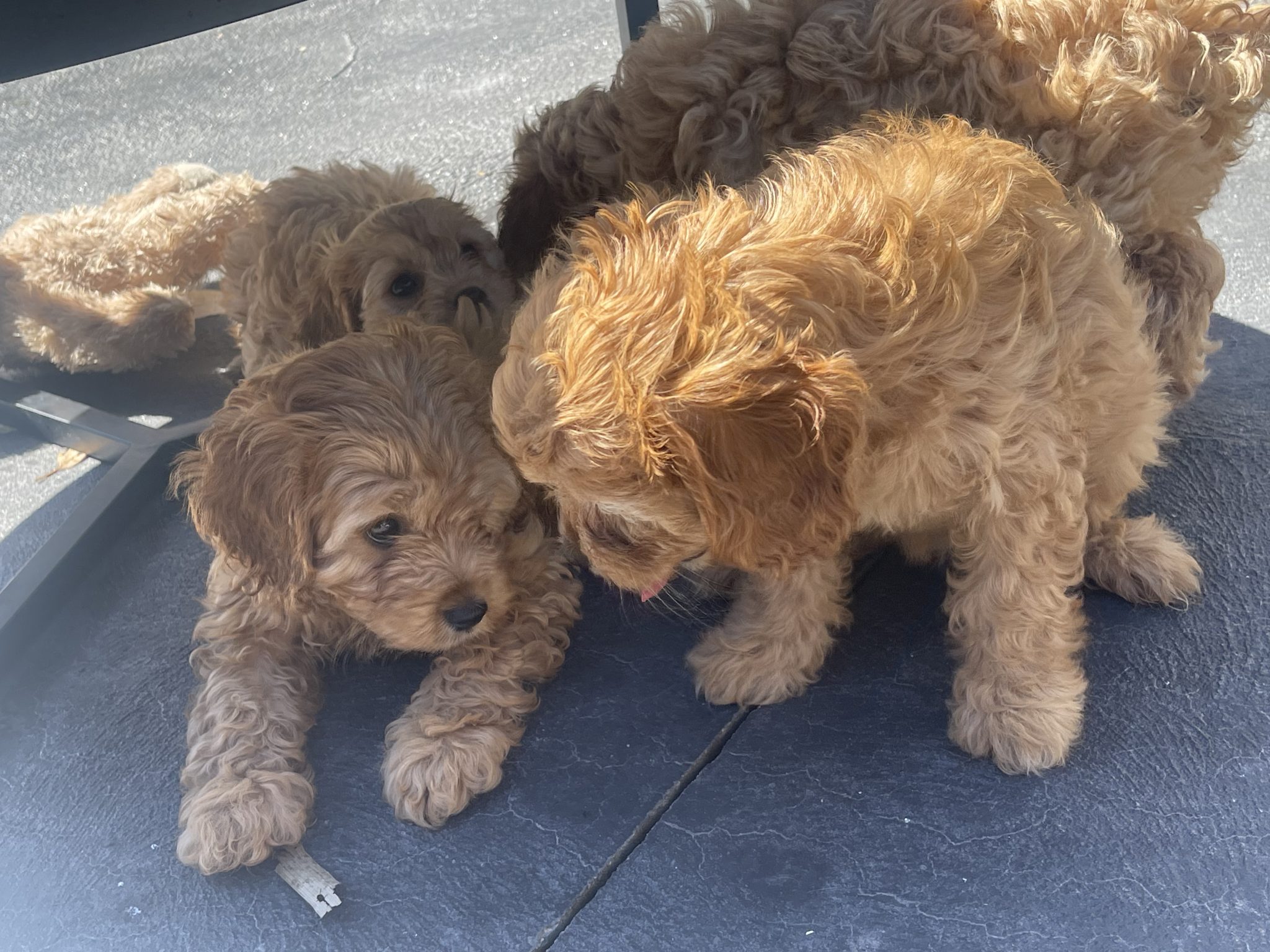 F1 Cavoodle puppies