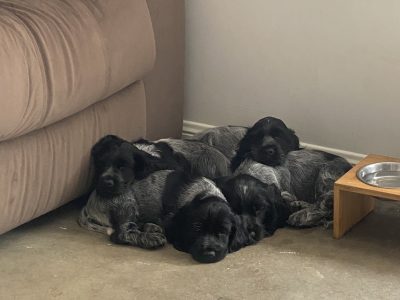 english cocker spaniel puppies