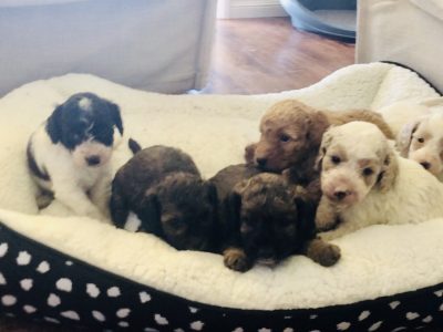 Spoodles ready May 10