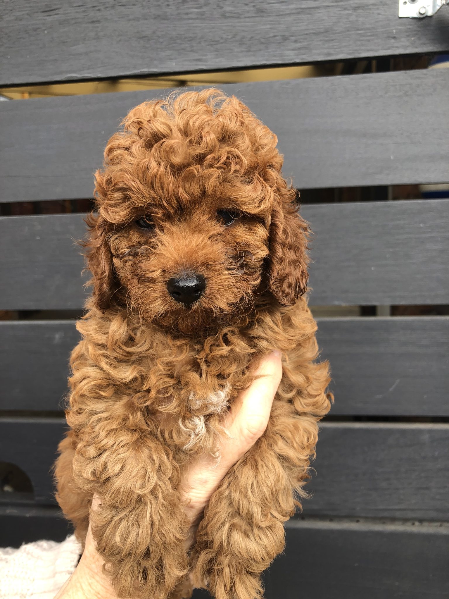 RED TOY CAVOODLE PUPPIES FOR SALE