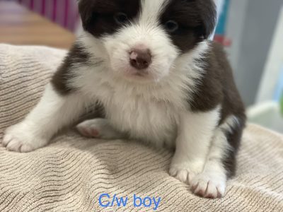 6 Border Collie puppies