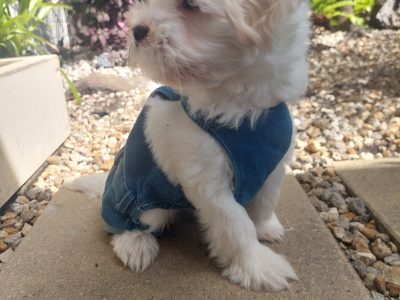 White fluffy Maltese/shitzu puppy