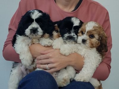 Cava Shoodles for Sale