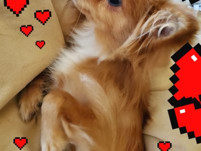 Chihuahua x pomeranian best fluffy loving puppies