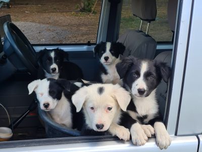 Border Collie Pups