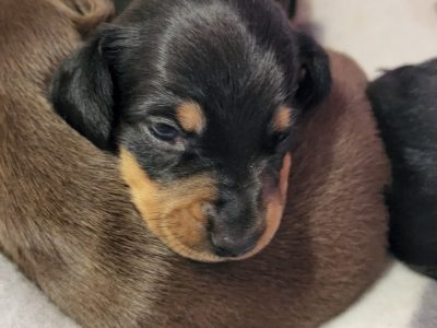 Minature dachshund puppies