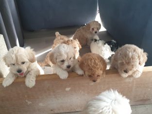 Maltese Shih-Tzu / Poodle X pups