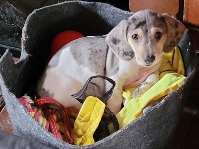 Beautiful Dapple Mini Dachshund Puppies x 5