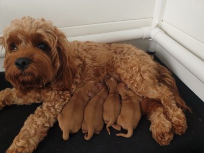 Ruby-Red Cavoodles for sale