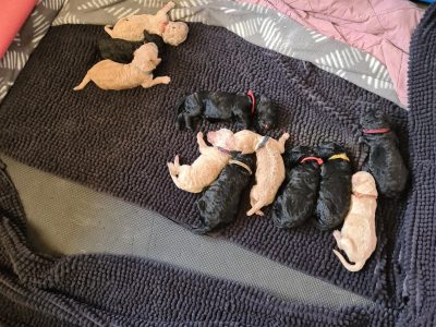 STANDARD MULTI GEN LABRADOODLE PUPPIES