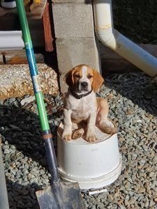 Puggle puppy for sale