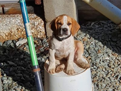 Puggle puppy for sale