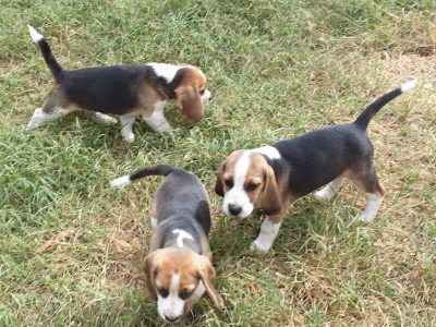 Beagle – Bowenville