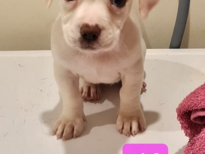 3 Staffy X Pups looking for their forever home