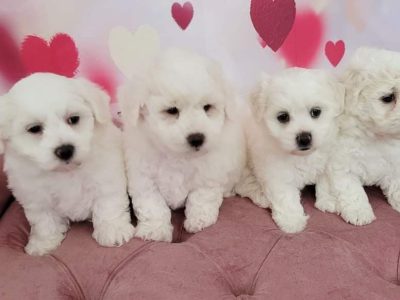 Maltese x Bichon Frise puppies