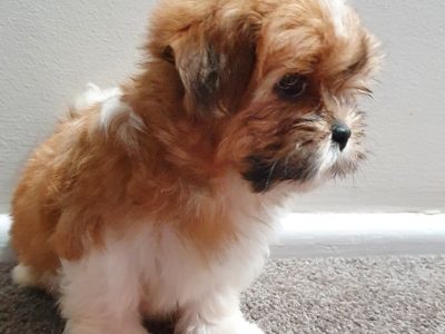 Maltese x Shih Tzu $2000 Ready now
