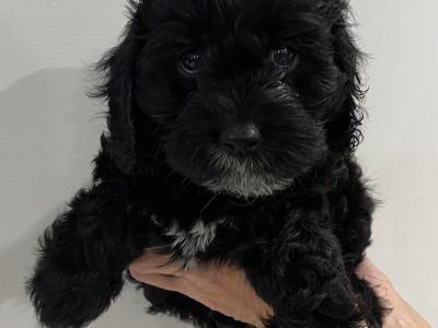 Cavoodles – F1 Miniature