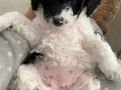 MINI-MOYEN SPOODLE PUPPIES – DNA CLEAR, READY NOW!